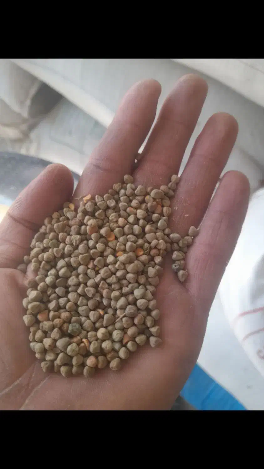 هلر،لوبیا،گاودانه،گرگرو،سنگینک|خوردنی و آشامیدنی|چنارود, |دیوار