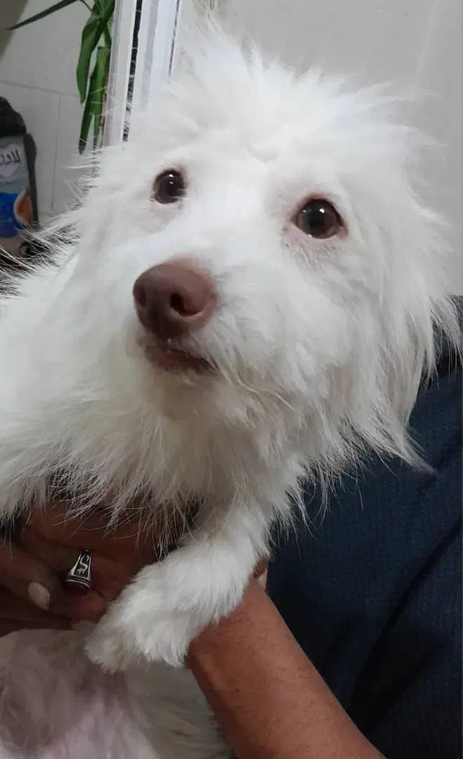 سگ شیتزو خونگی|سگ|کازرون, |دیوار