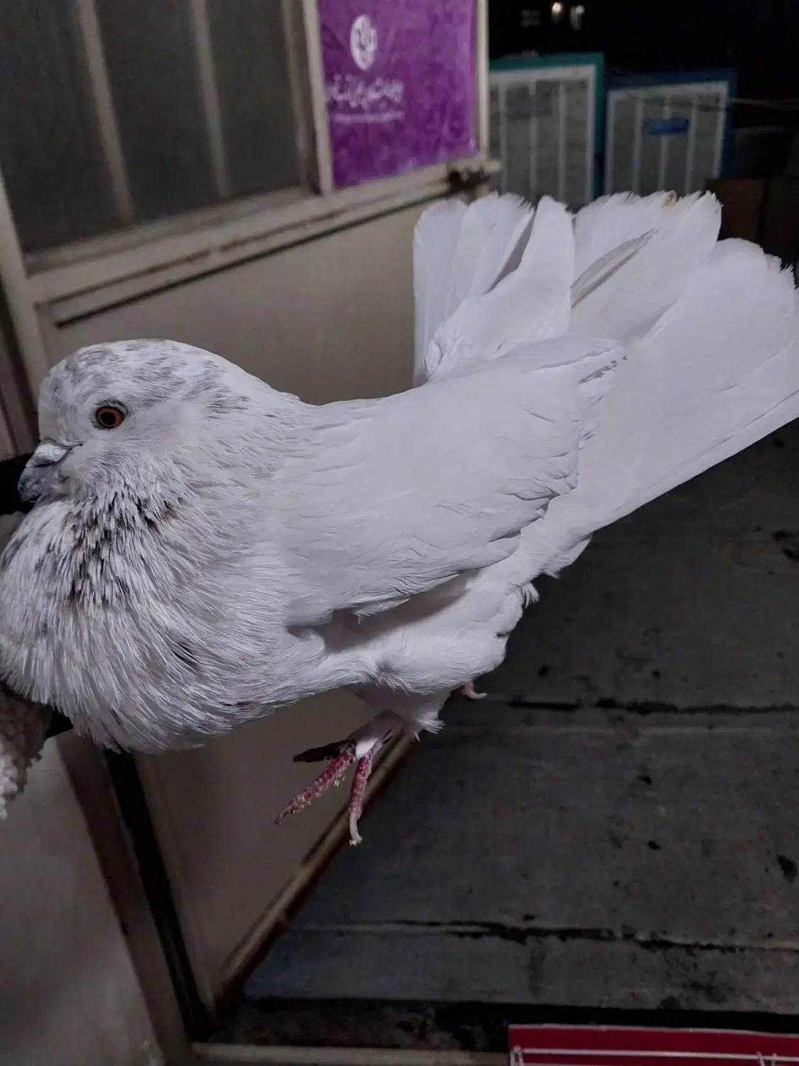 ۲تا کفتر گرفتنی خوب همه چی معلومه|پرنده|تهران, امام زاده عبدالله|دیوار