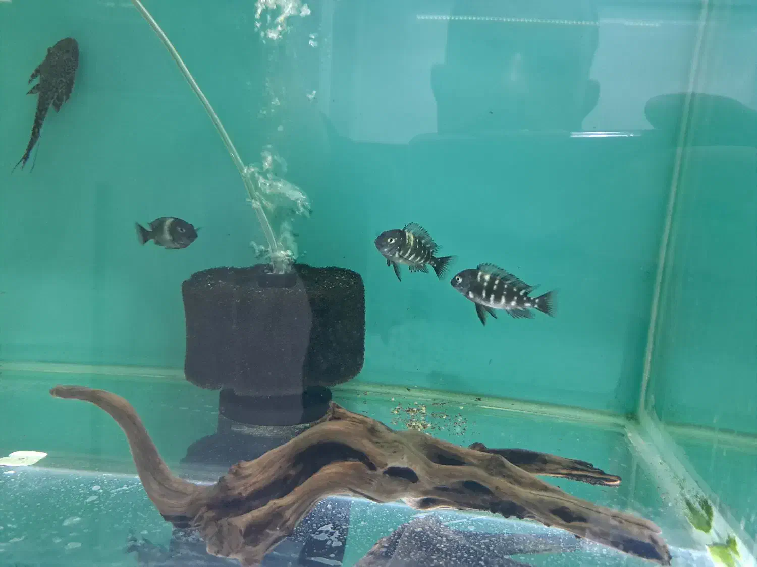 دبوسی ماهی|ماهی|مشهد, رسالت|دیوار