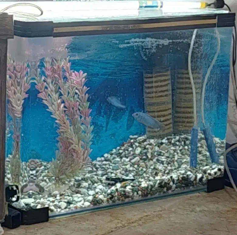 آکواریوم 55 در 40|ماهی|فسا, |دیوار