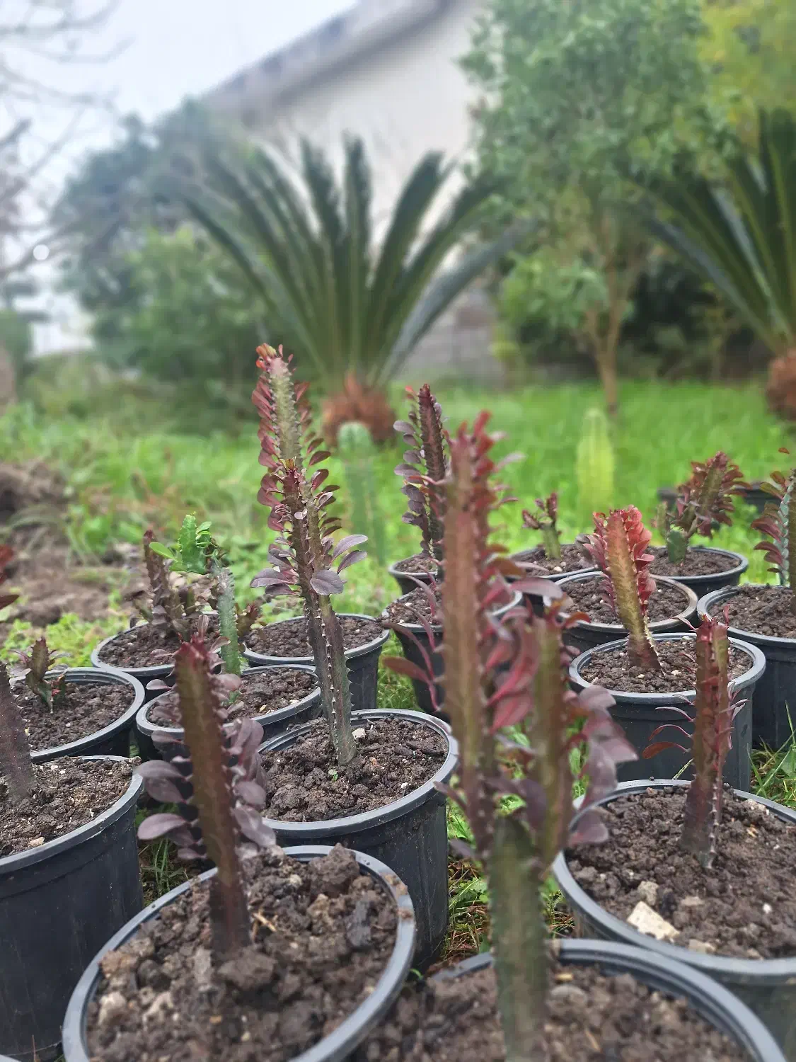 افوربیا قرمز|گل و گیاه طبیعی|شیرود, |دیوار