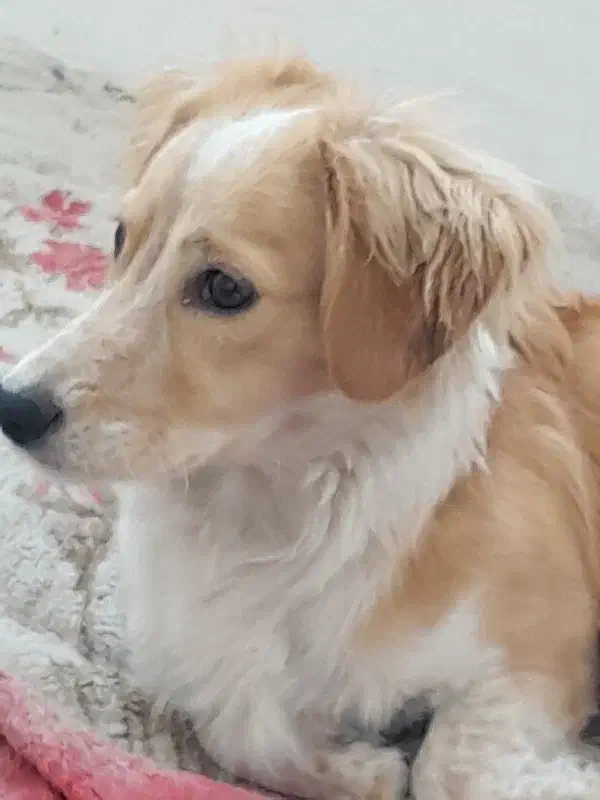 سگ گلدن اشپیتز|سگ|پاکدشت, پاکدشت (مامازند)|دیوار