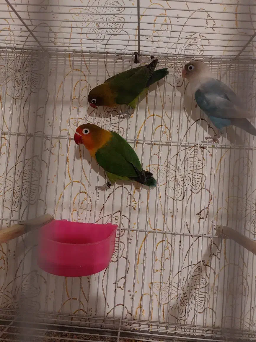 عروس کوتوله با جوجه|پرنده|مشهد, شهرک مهرگان|دیوار