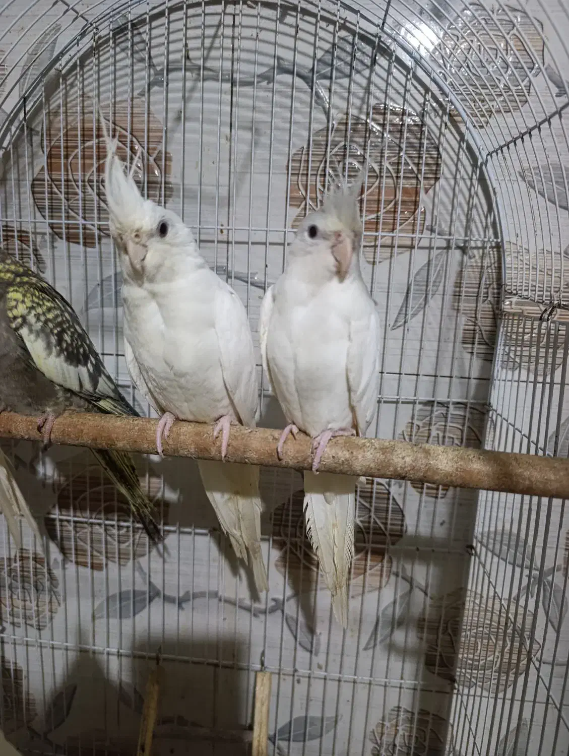 عروس آلبینو و سینامون سرلاکی تا بالغ و گرینچیک|پرنده|آستانه اشرفیه, |دیوار