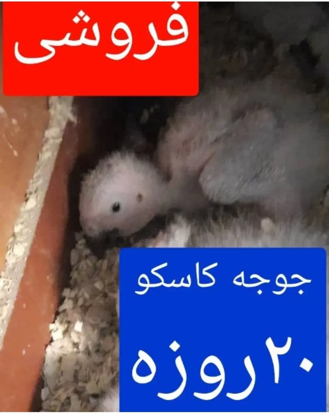 جوجه کاسکو|پرنده|فردیس, شهرک ۱۱۰|دیوار