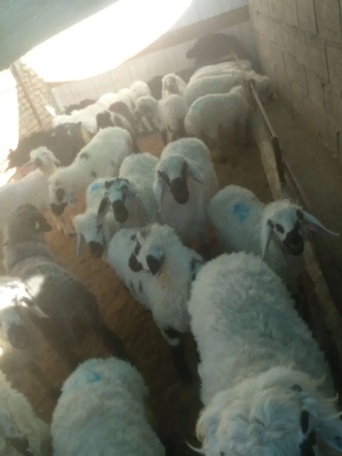 گوسفند قوچ بزرگ|حیوانات مزرعه|تیمور آباد, |دیوار