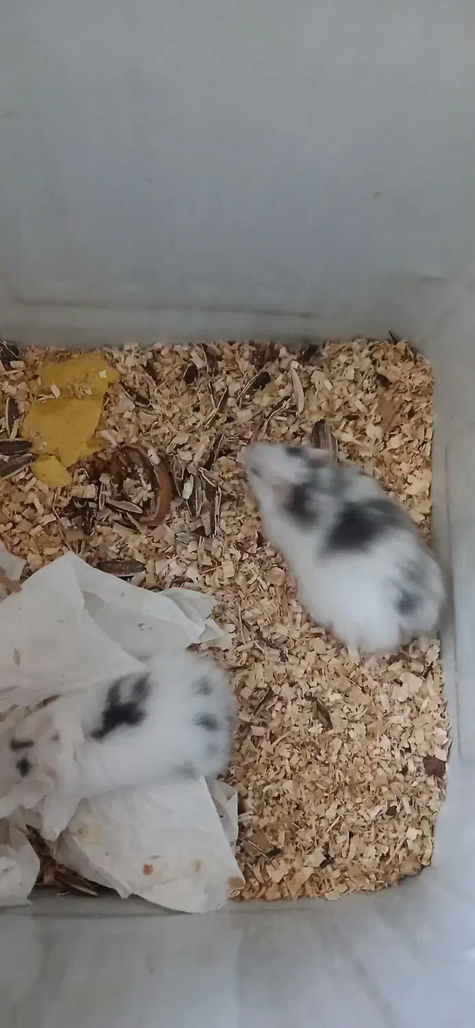 همستر|موش و خرگوش|یزد, |دیوار