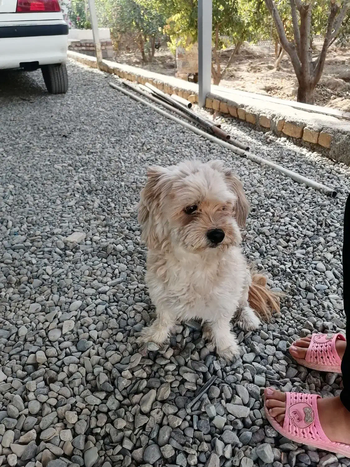 سگ توافقی|سگ|شاهدشهر, |دیوار