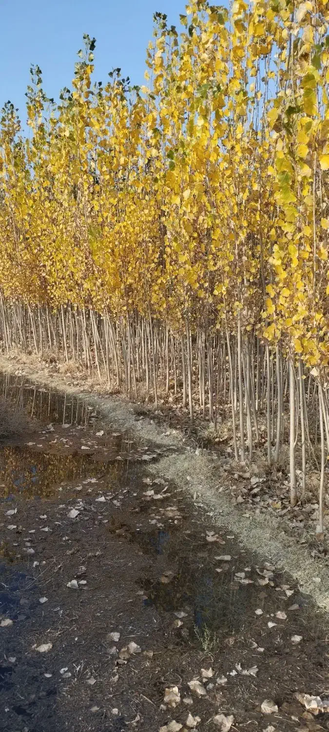 فروش نهال|خدمات باغبانی و درختکاری|هشترود, |دیوار