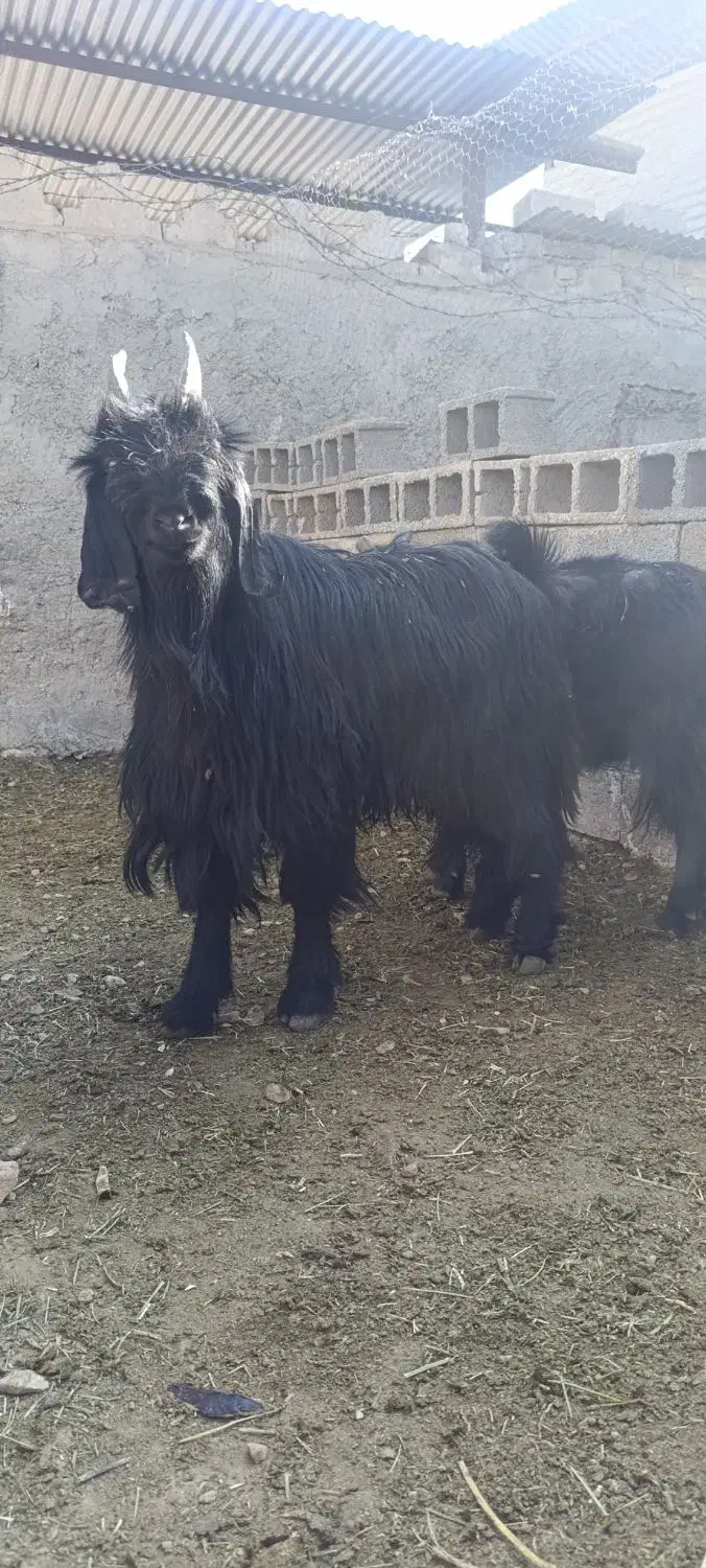 چپش و بز آبستن و کهره نر تخت|حیوانات مزرعه|مرودشت, شهرک مهدیه|دیوار