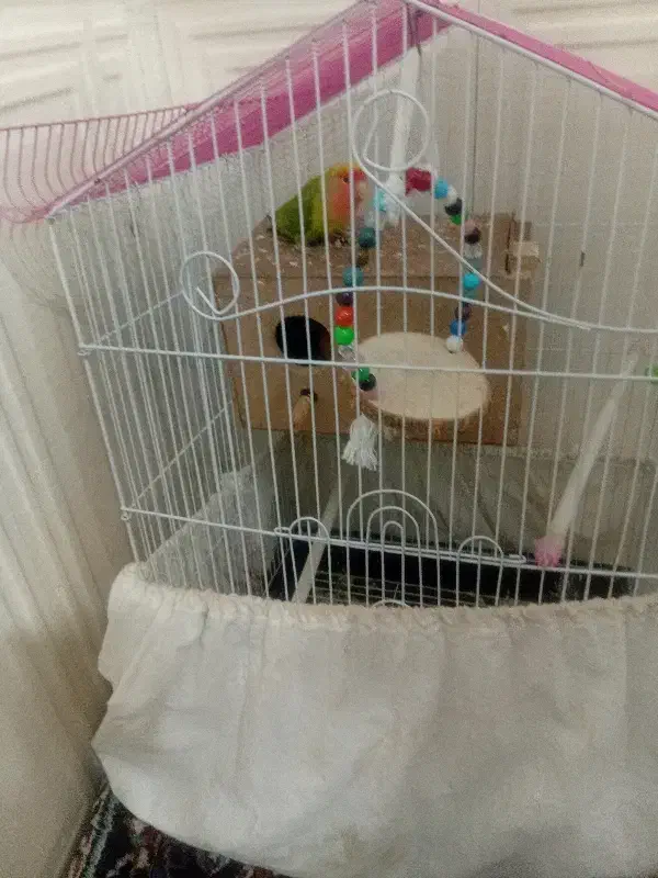 طوطی برزیلی|پرنده|بومهن, |دیوار