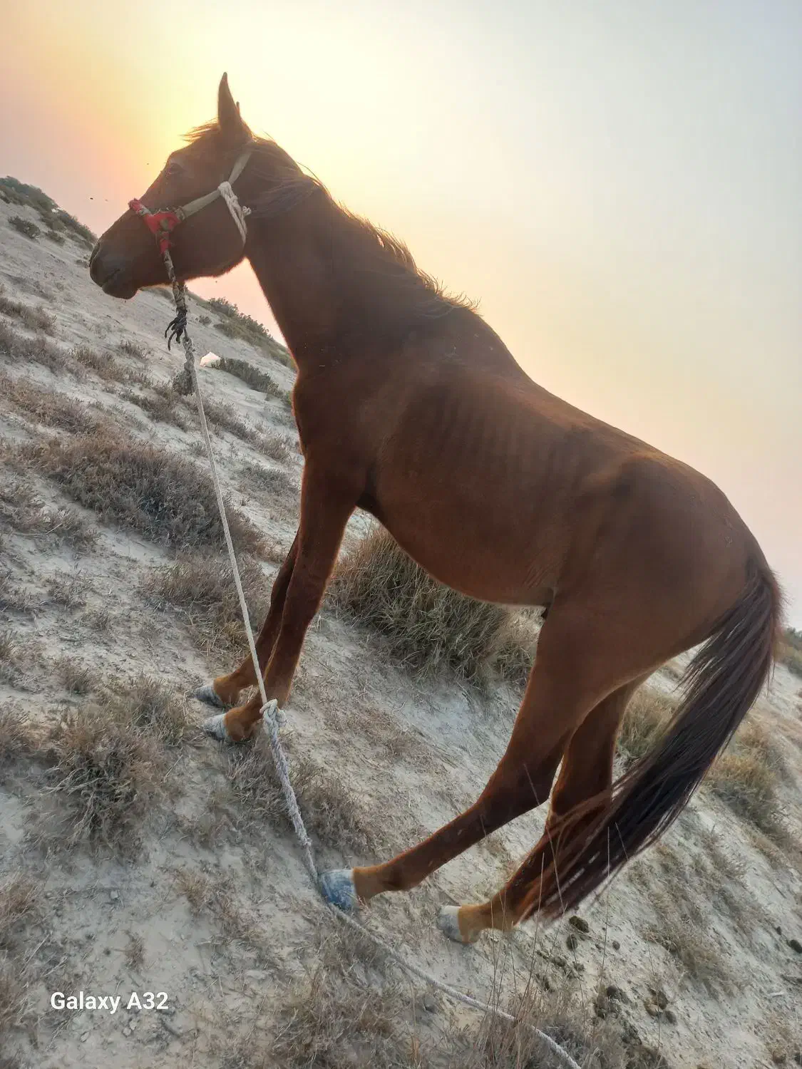 اسب نریون ۲ساله|اسب و تجهیزات اسبسواری|بردخون, |دیوار