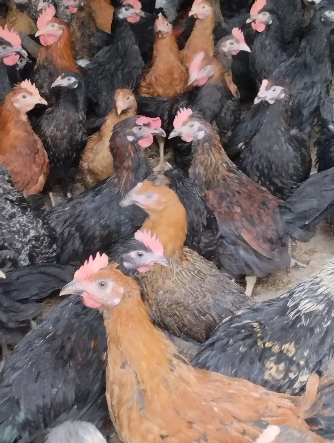 جوجه محلی|حیوانات مزرعه|مرودشت, محمد آباد|دیوار