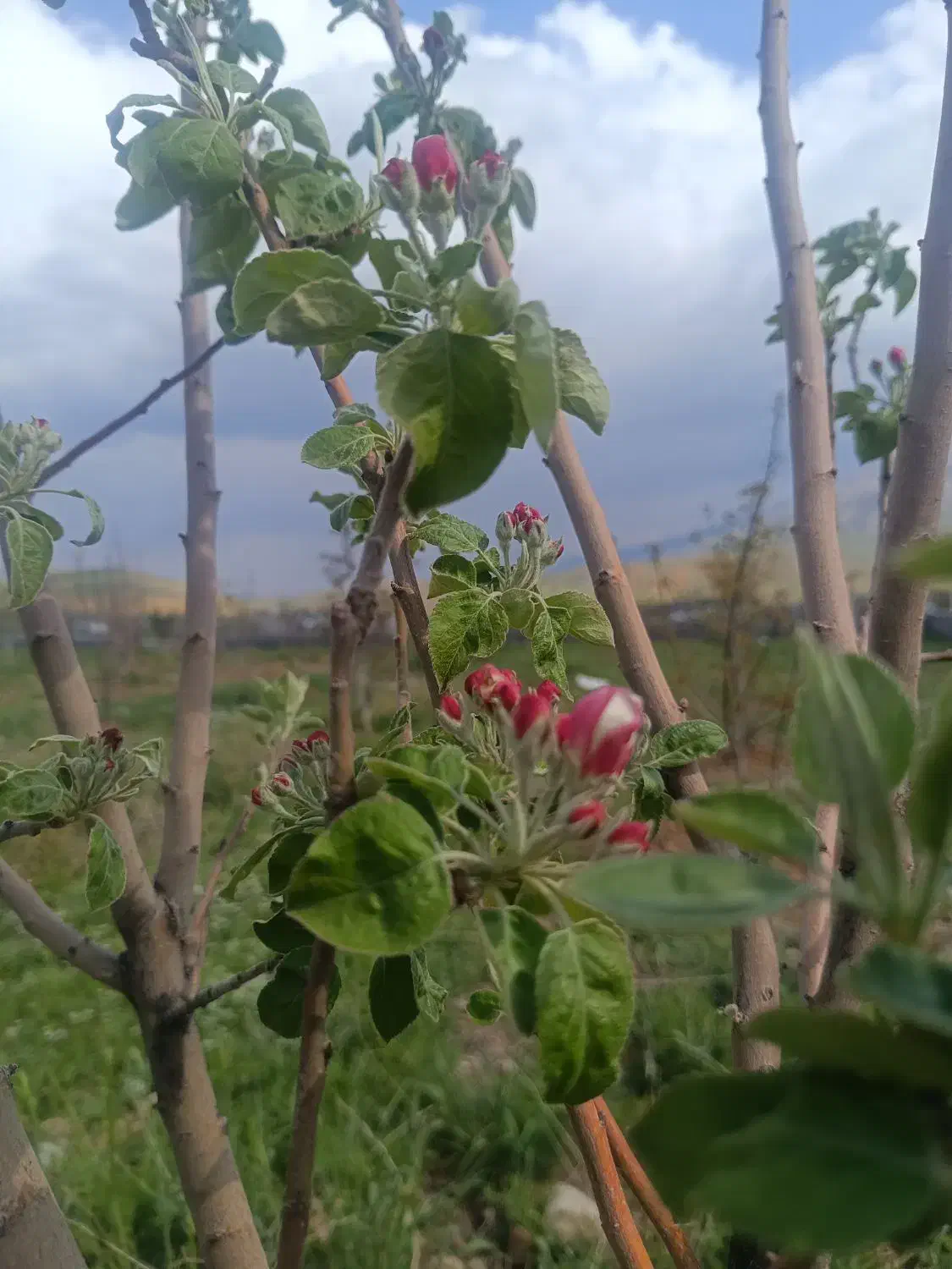 فروش زمین میان چنار|فروش زمین و ملک کلنگی|چیتاب, |دیوار