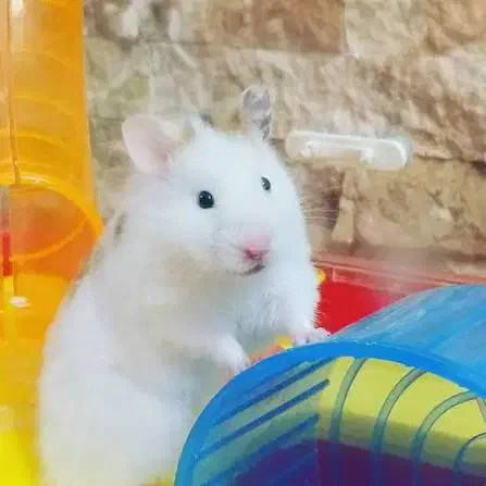 همستر|موش و خرگوش|اردبیل, |دیوار