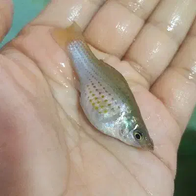 ماهی|ماهی|خرمشهر, |دیوار