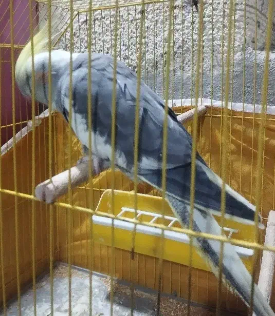 عروس ماده|پرنده|بندر ماهشهر, |دیوار