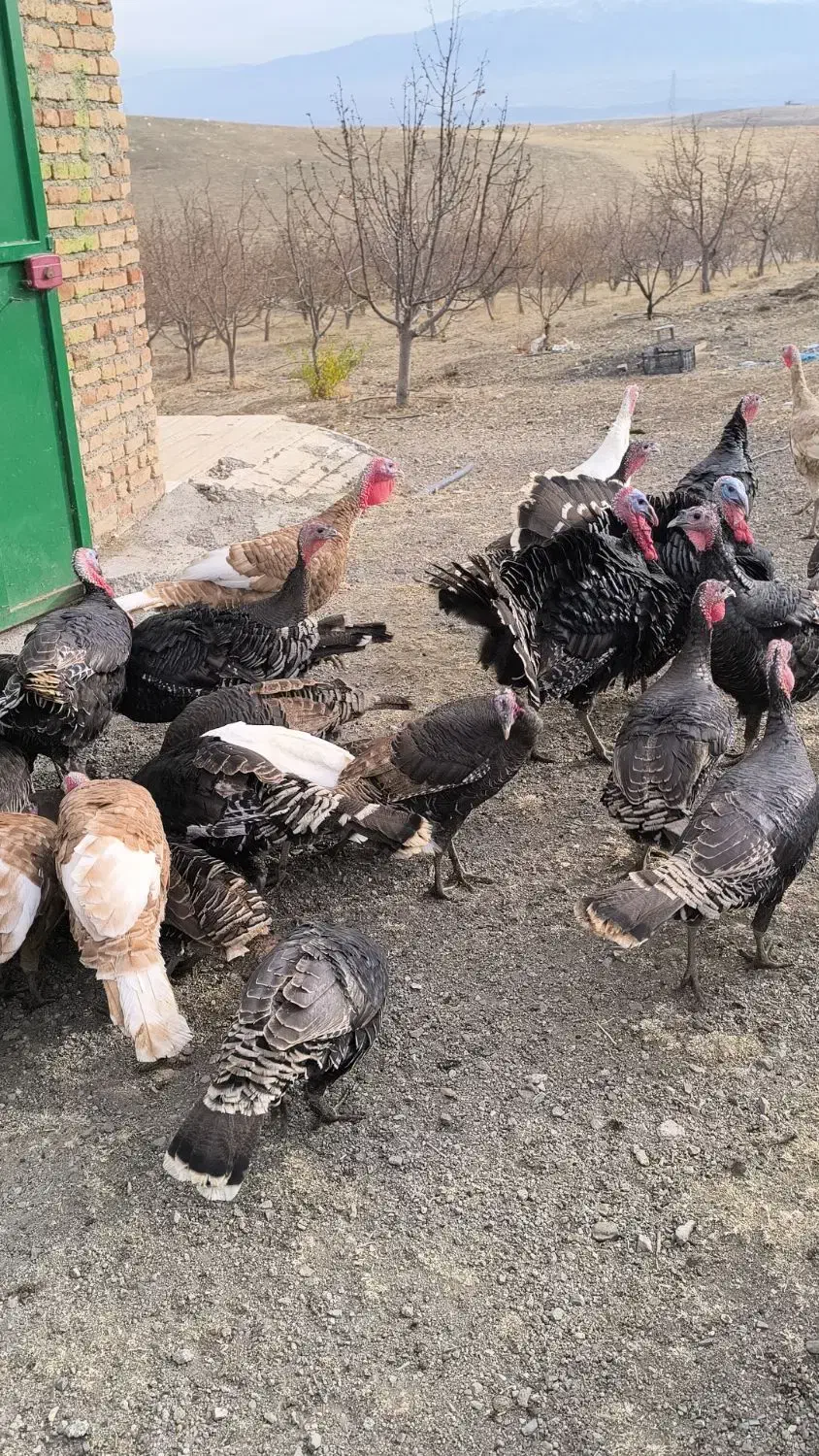 تعدادی بوقلمون طبیعی|حیوانات مزرعه|اهر, |دیوار