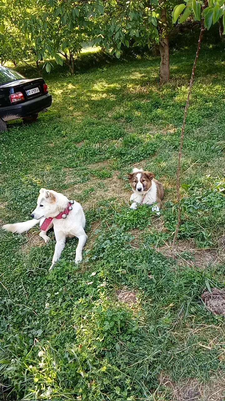 سگ حیوان|سگ|مسجد سلیمان, |دیوار