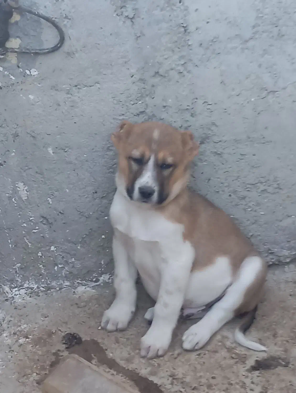 توله سرابی افغان|سگ|قزوین, |دیوار