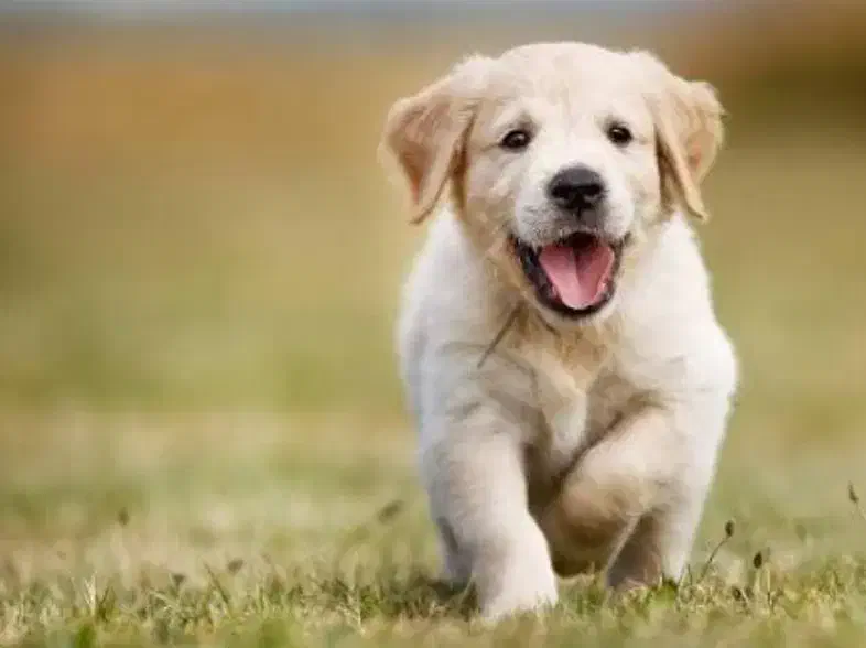 توله سگ|سگ|شیروان (خراسان), |دیوار