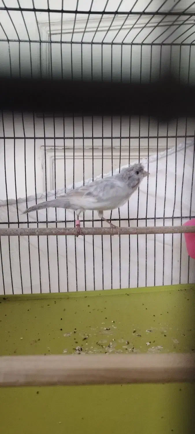 قناری نر نقره آبی|پرنده|اندیشه, شهرک المهدی|دیوار