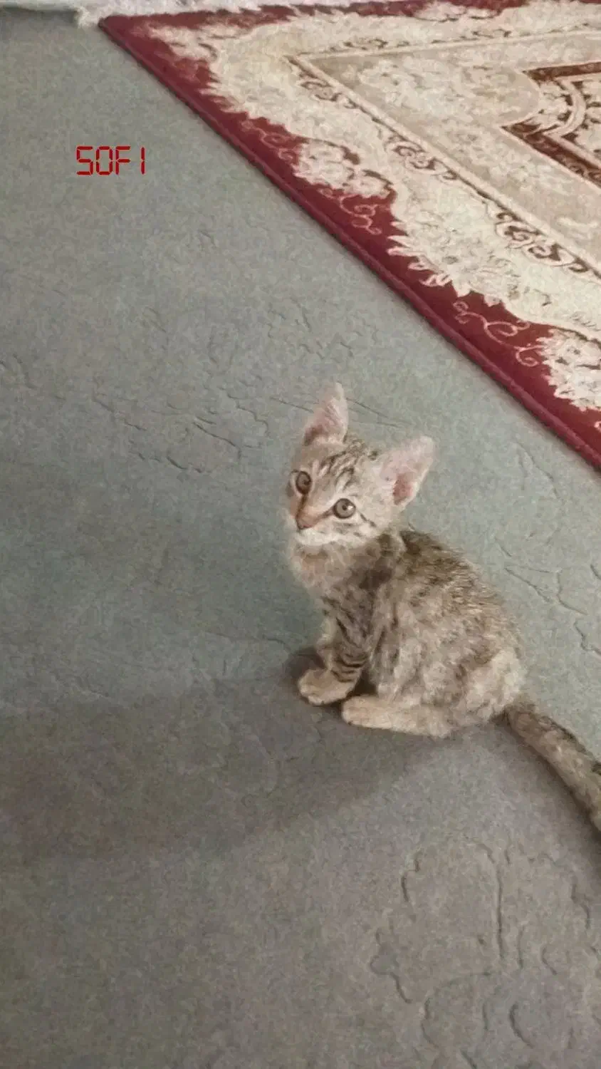 واگذاری گربه شیش ماهه|گربه|یاسوج, |دیوار