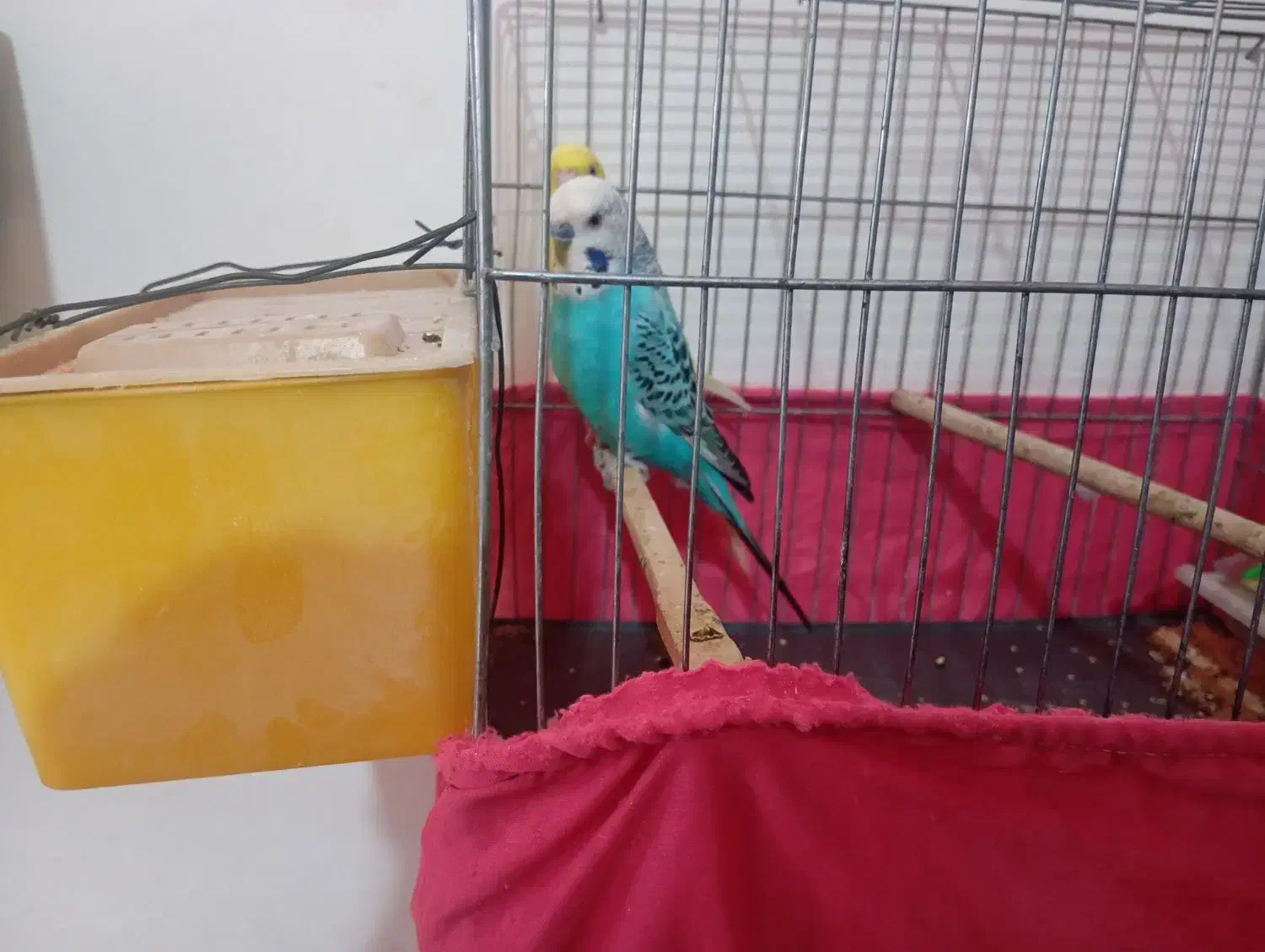 مرغ عشق دو رگ انگلیسی|پرنده|زرندیه, |دیوار