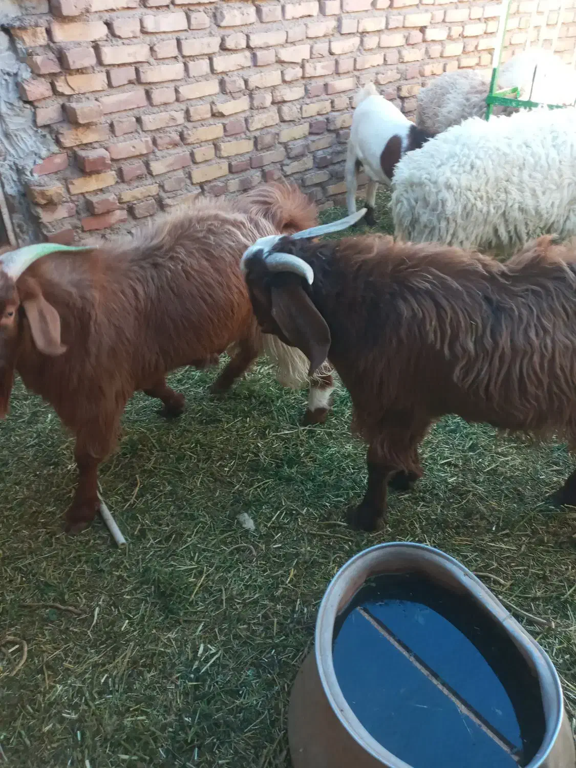 بزغاله فروشی|حیوانات مزرعه|قائن, |دیوار