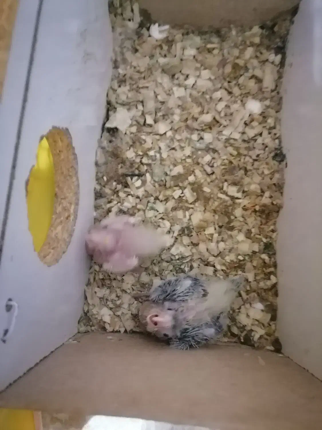 عروس هلندی مولد|پرنده|بندر ماهشهر, |دیوار