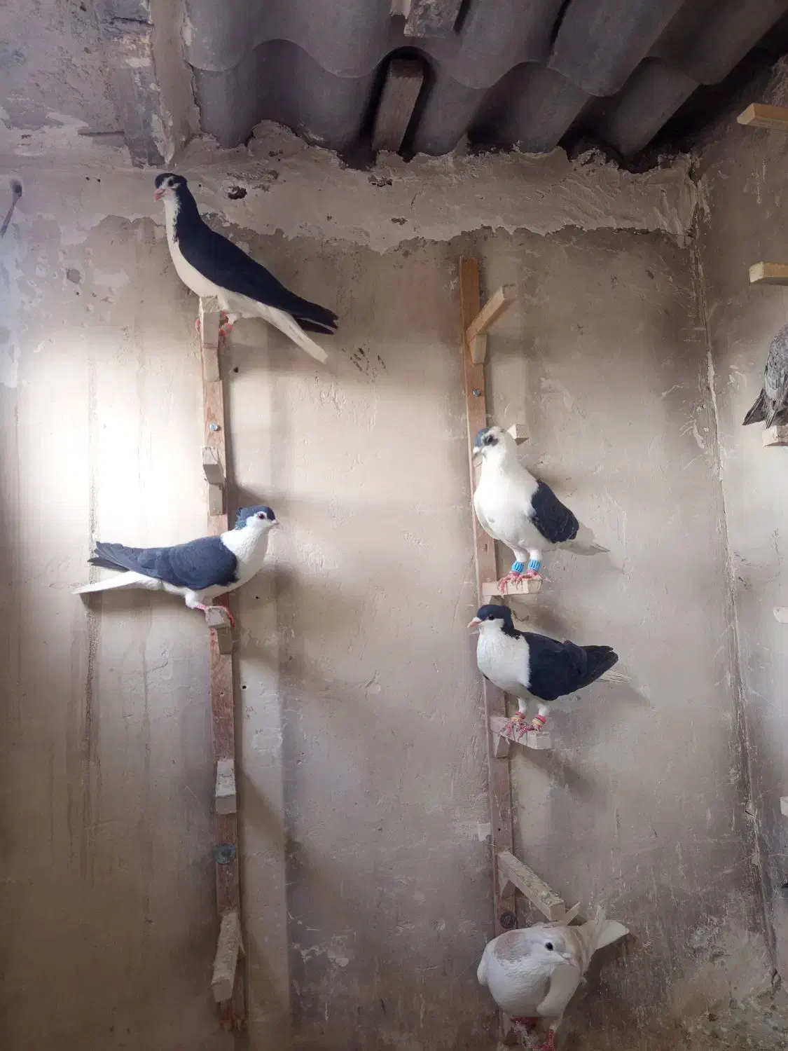 کفتر پرشی|پرنده|تربت‌حیدریه, پائین ولایت|دیوار