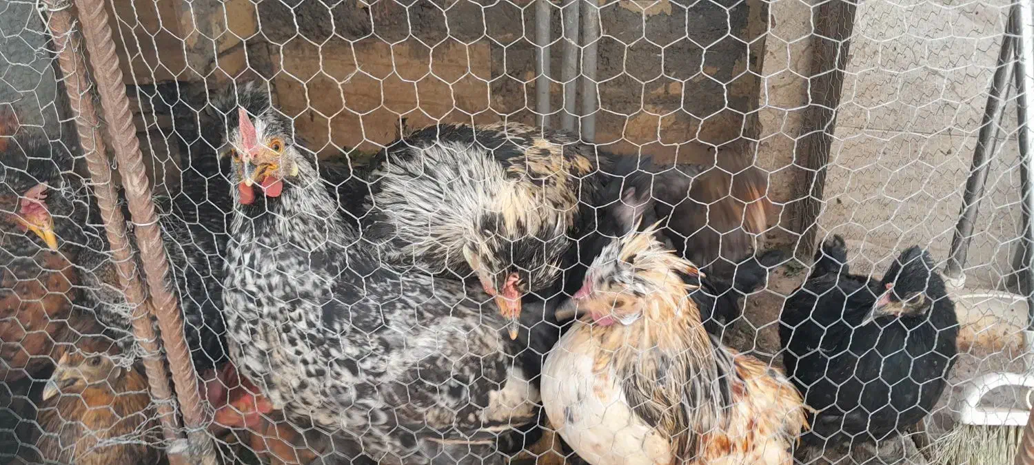 مرغ گلپایگان، کوشین،سلطان گردن لختی|حیوانات مزرعه|قنوات, |دیوار