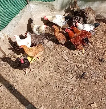 خروس محلی|حیوانات مزرعه|تالش, هشتپر|دیوار