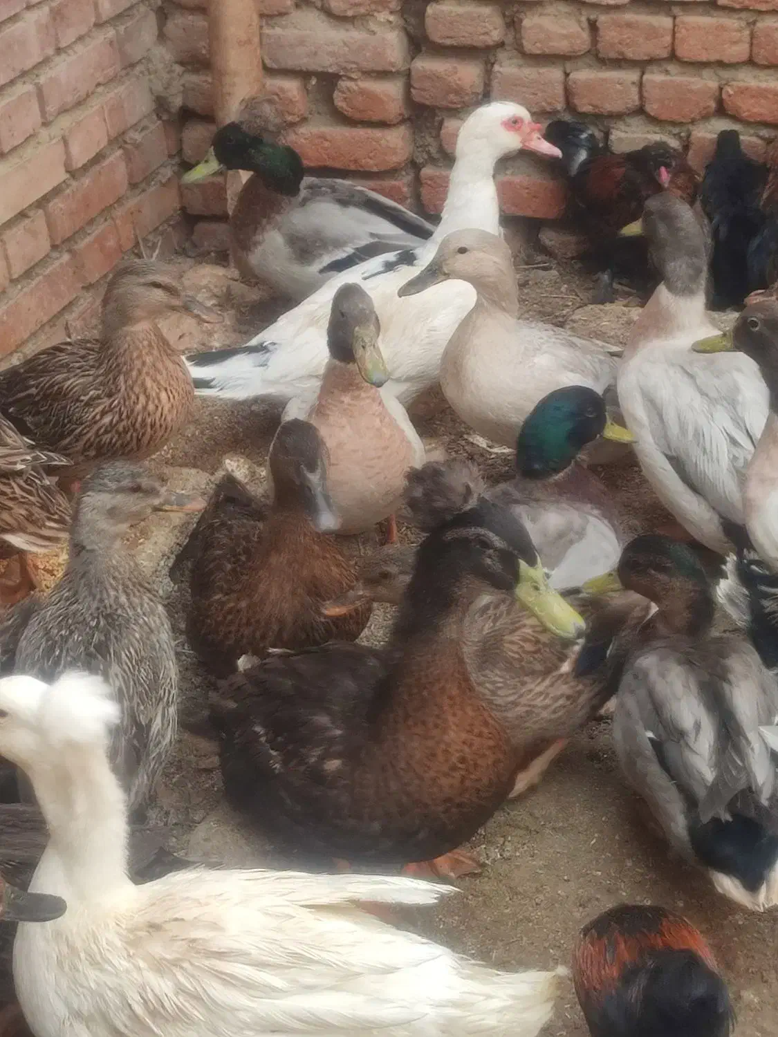اردک کاکولی سبز و مرواریدی و روسی|حیوانات مزرعه|نقده, |دیوار