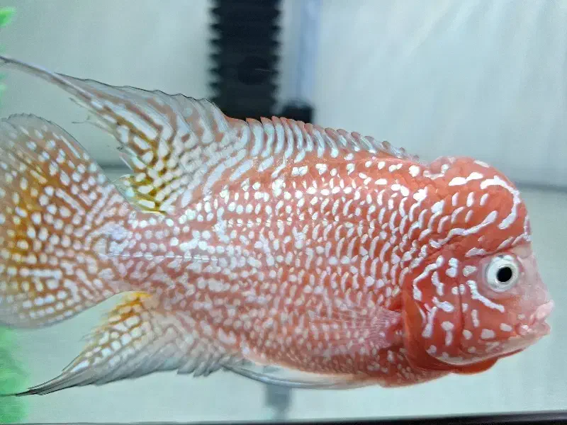 فلاور کامفا|ماهی|تهران, اوقاف|دیوار