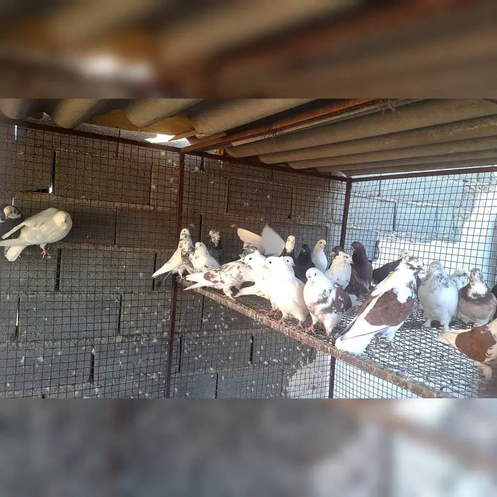 کبوتر پرشی|پرنده|هشتگرد, طاووسیه|دیوار