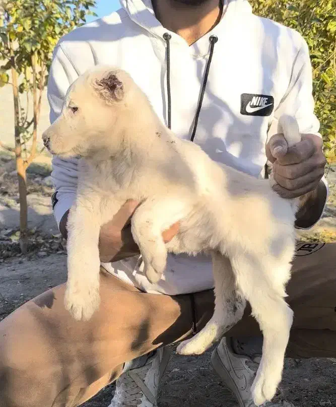 سگ قدر جونی|سگ|سیرجان, |دیوار