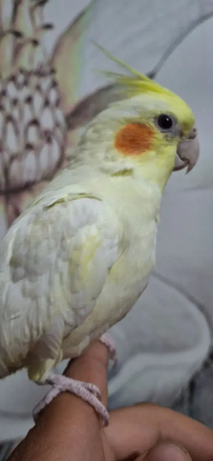 جفت عروس هلندی|پرنده|شیراز, فرگاز|دیوار