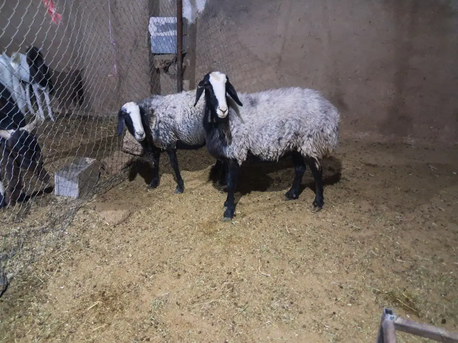 ۵راس شیشک میش شال اصل|حیوانات مزرعه|مرودشت, تخت جمشید|دیوار