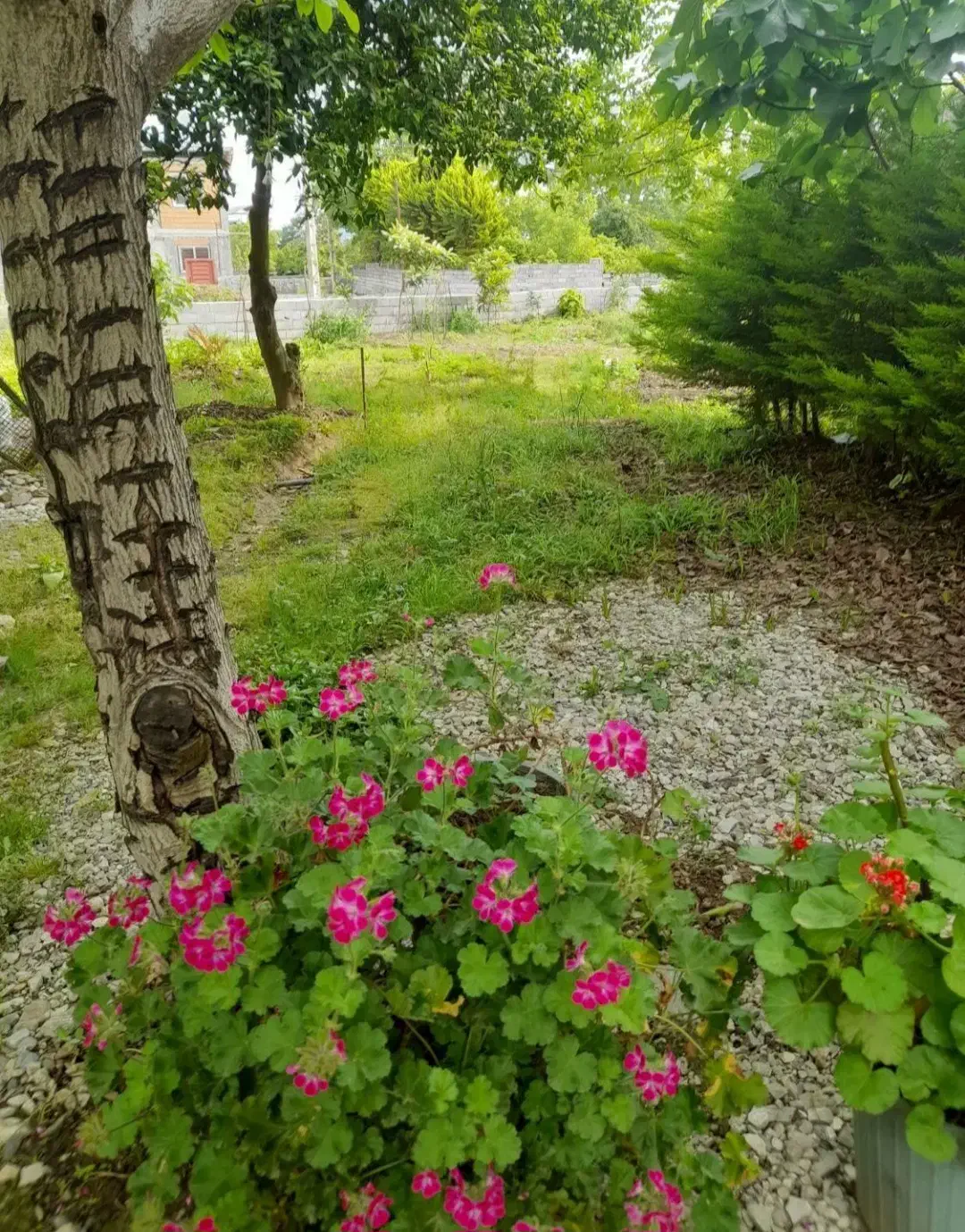 ماکلوان رهن  واحد  دربست ۱۰۰ متری|اجارهٔ خانه و ویلا|ماکلوان, |دیوار