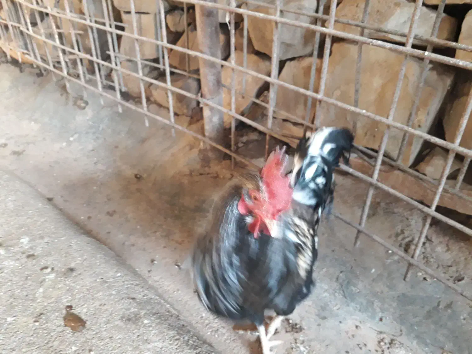 دوتاخروس|حیوانات مزرعه|مسجد سلیمان, |دیوار