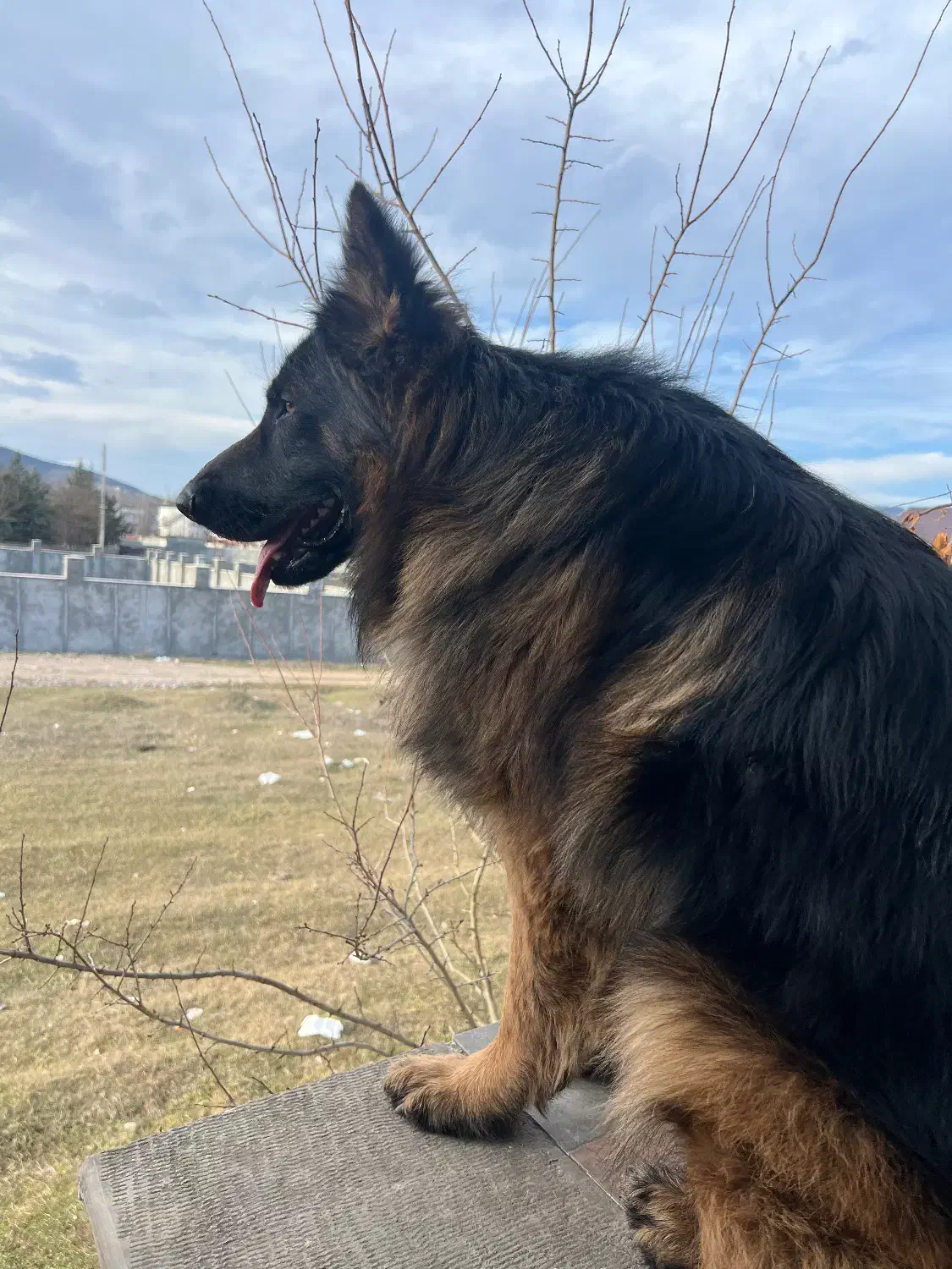 ژرمن اصلی و‌ ورک ژرمن|سگ|کلاردشت, |دیوار