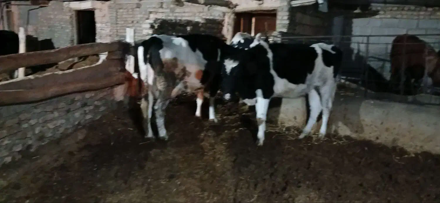 گوساله فروشی|حیوانات مزرعه|عطاملک, |دیوار