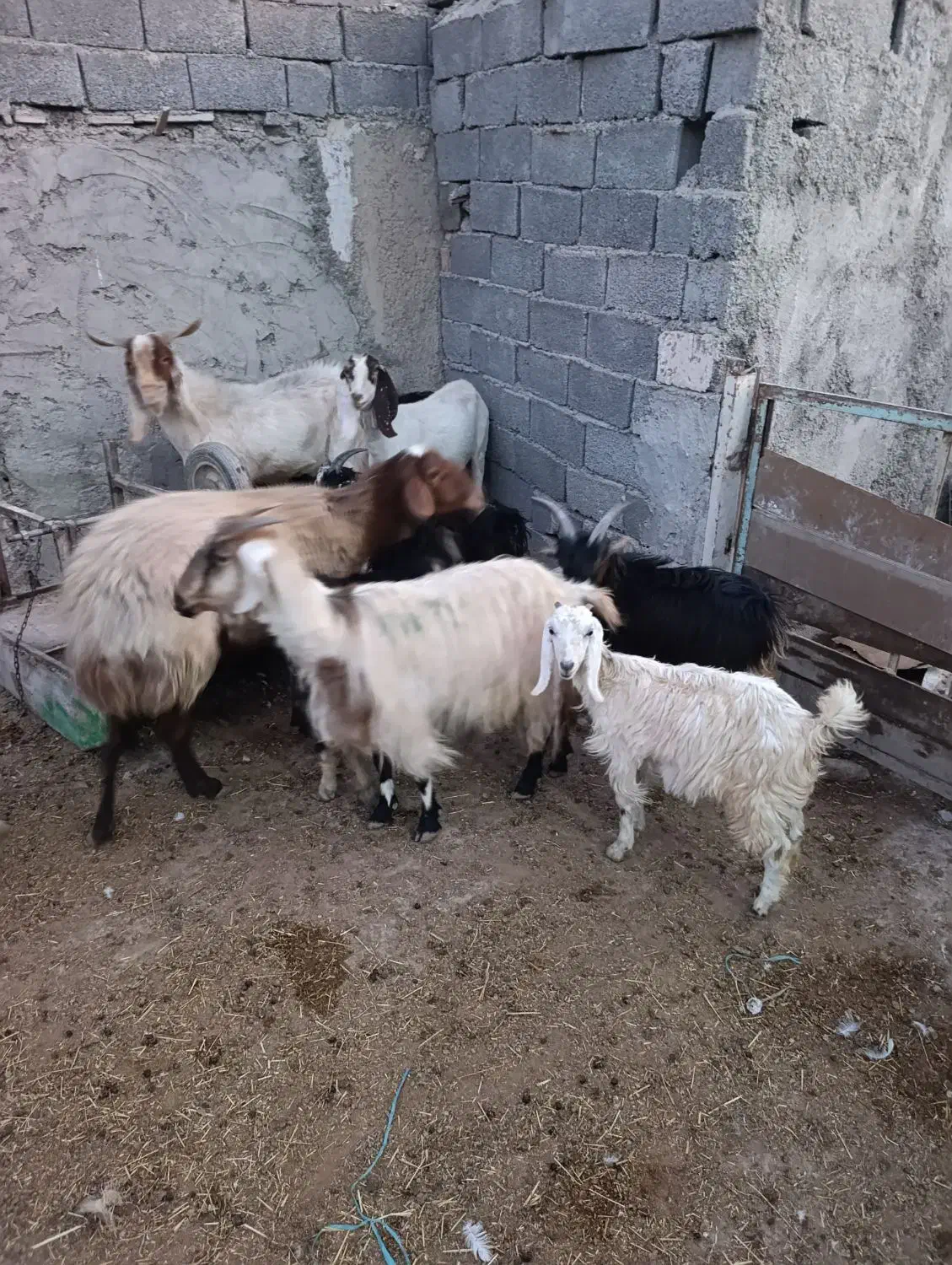 بز نر وماده آبستن|حیوانات مزرعه|شهریار, دهشاد بالا|دیوار