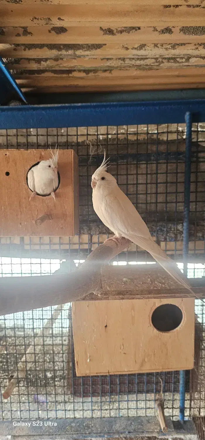 عروس|پرنده|میناب, |دیوار