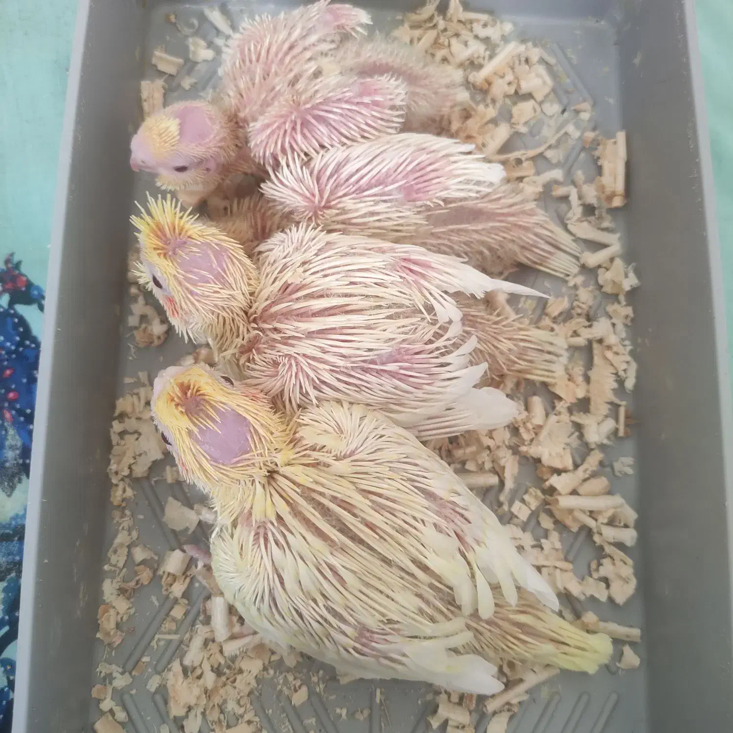 جوجه عروس هلندی|پرنده|شیراز, شهرک جماران|دیوار