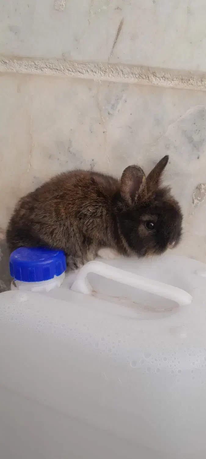 بچه خرگوش لوپ|موش و خرگوش|سبزوار, پاسداران|دیوار