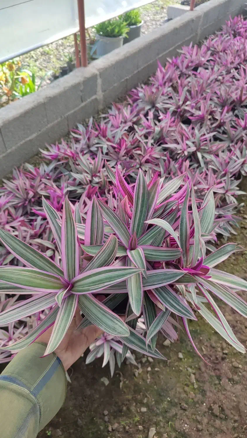 گل زیپلین|گل و گیاه طبیعی|رودسر, |دیوار