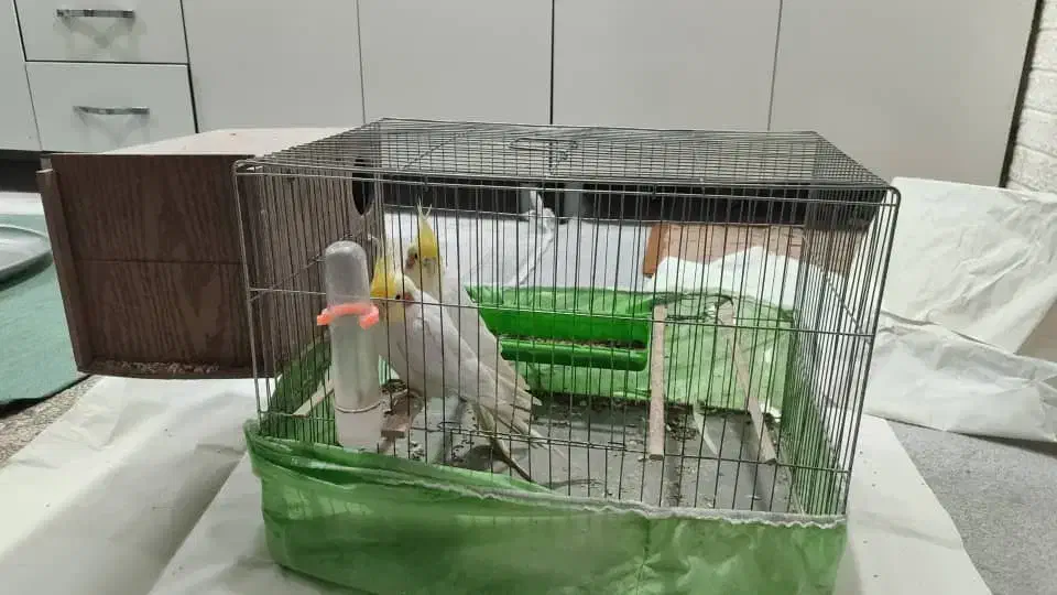 پرنده عروس هلندی|پرنده|شوشتر, |دیوار